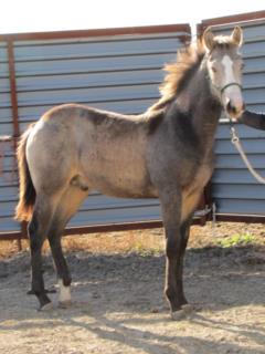 Jack Frost Drift JW<br>AQHA 5613700